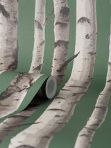 York Chester Dark Green Birch Trees Wallpaper