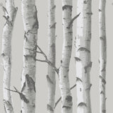 York Mountain Birch Grey Peel & Stick Wallpaper