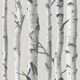 York Birch Tree Peel & Stick Wallpaper