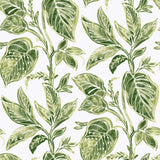 York Green Caryota Peel & Stick Wallpaper