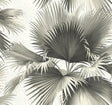 York Endless Summer Black Palm Wallpaper