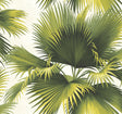 York Endless Summer Green Palm Wallpaper