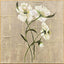 Paragon A New Bloom I White 25 X 25 X 2 Wall Art