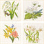 Paragon Floral Snapshot II S/4 Multi 05 X 05 X 1 Wall Hanging