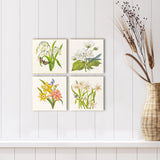Paragon Floral Snapshot II S/4 Multi 05 X 05 X 1 Wall Hanging