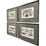 Paragon Anthropod Collection S/4 Black 23 X 29 X 1 Wall Art