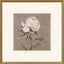 Paragon Pretty as a Peony II Beige 34 X 34 X 2 Wall Art