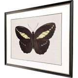 Paragon Garden Visitor IV Multi 28 X 34 X 1 Wall Art