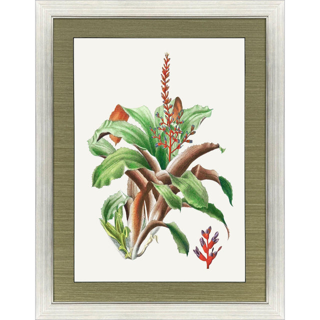 Paragon Cactus Floral Red 47 X 35 X 2 Wall Art