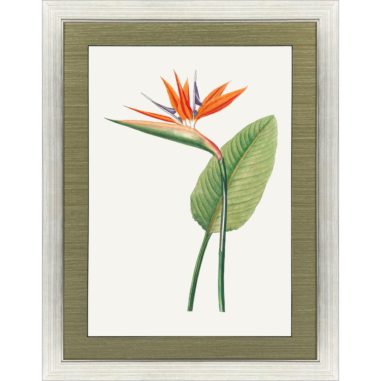 Paragon Bird of Paradise Red 47 X 35 X 2 Wall Art