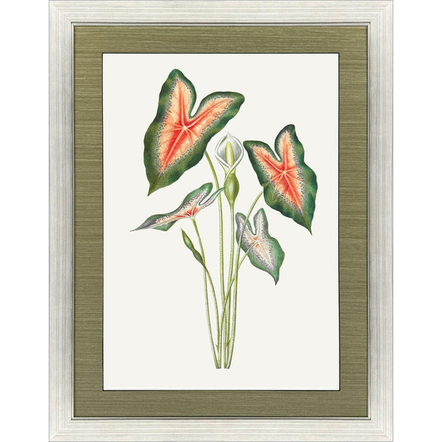 Paragon Caladium Red 47 X 35 X 2 Wall Art