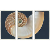 Paragon Nautilus Triptych S/3 Blue 47 X 25 X 2 Wall Art