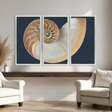 Paragon Nautilus Triptych S/3 Blue 47 X 25 X 2 Wall Art