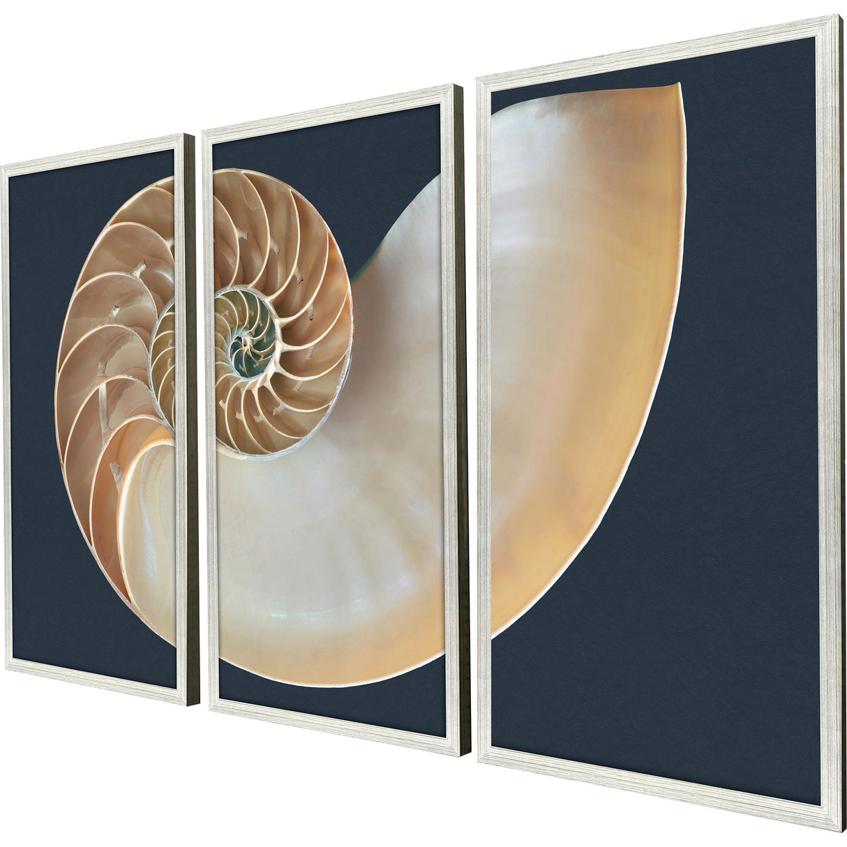Paragon Nautilus Triptych S/3 Blue 47 X 25 X 2 Wall Art