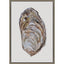 Paragon Oyster Elegance Brown 39 X 27 X 3 Wall Art