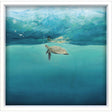Paragon Turtle Reflection Blue 34 X 34 X 3 Wall Art