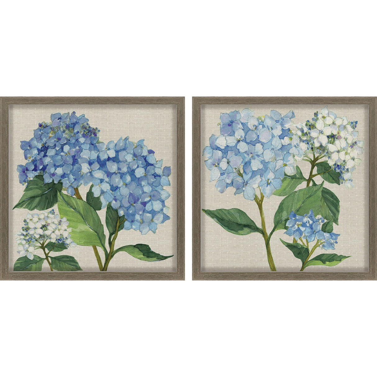 Paragon Hydrangea Study S/2 Blue 22 X 22 X 2 Wall Art
