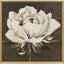 Paragon Pretty Bloom White 38 X 38 X 2 Wall Art