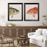 Paragon Green/Red Fish S/2 Multi 34 X 28 X 3 Wall Art