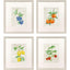 Paragon Fruit in Detail S/4 Multi 17 X 15 X 1 Wall Art