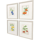 Paragon Fruit in Detail S/4 Multi 17 X 15 X 1 Wall Art