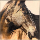 Paragon Brown Horse Brown 30 X 30 X 3 Wall Art
