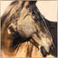 Paragon Brown Horse Brown 30 X 30 X 3 Wall Art