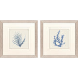 Paragon Blue Corals II S/2 Blue 23 X 23 X 1 Wall Art
