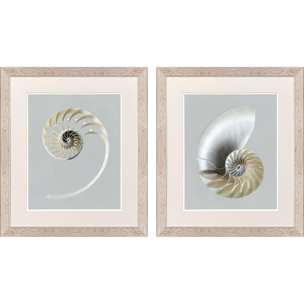 Paragon Neutral Nautilus I S/2 Gray 29 X 25 X 1 Wall Art