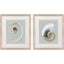 Paragon Neutral Nautilus I S/2 Gray 29 X 25 X 1 Wall Art