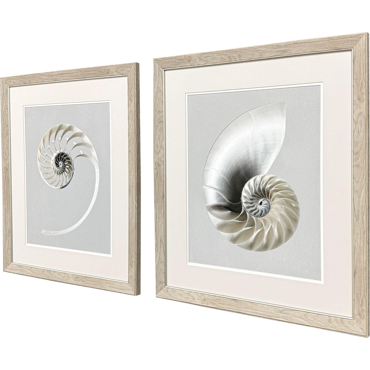Paragon Neutral Nautilus I S/2 Gray 29 X 25 X 1 Wall Art