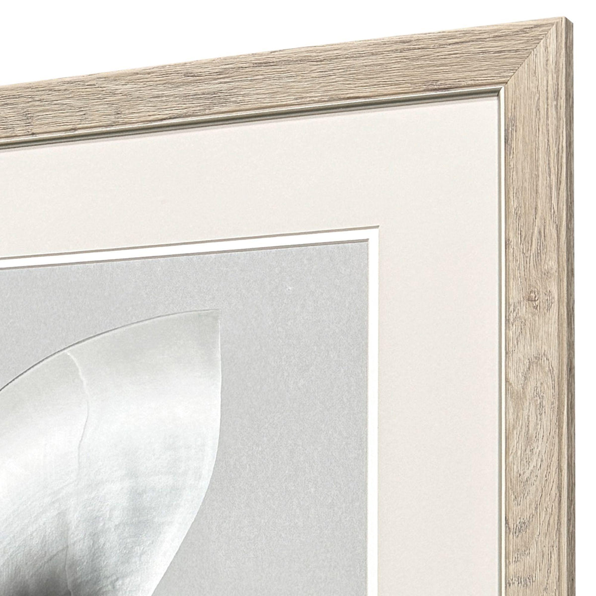 Paragon Neutral Nautilus I S/2 Gray 29 X 25 X 1 Wall Art