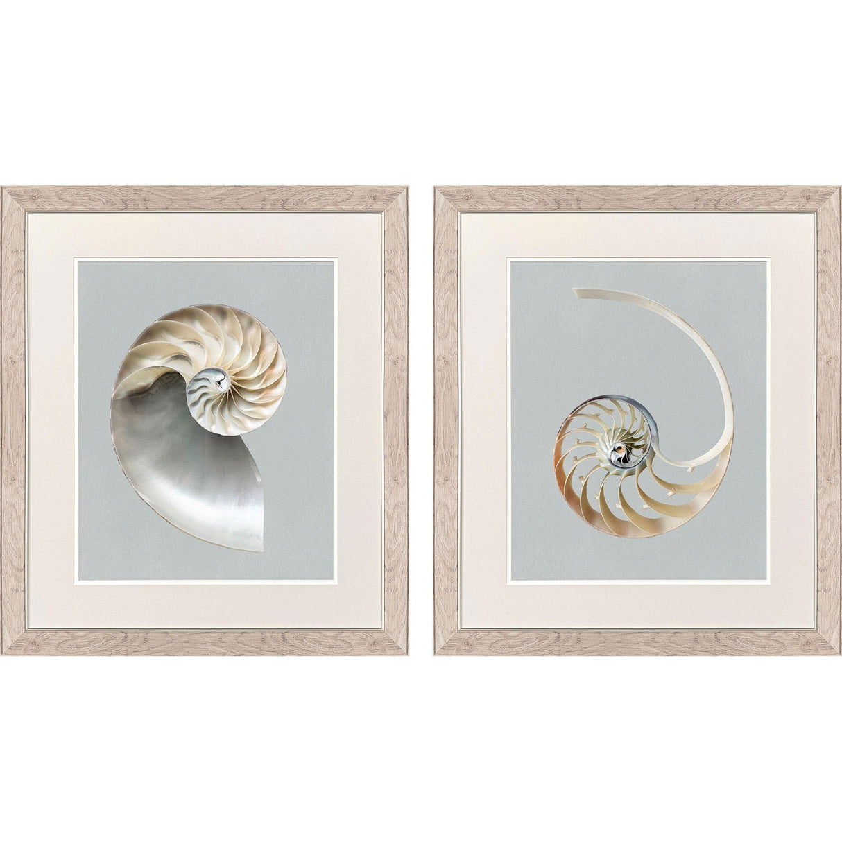 Paragon Neutral Nautilus II S/2 Gray 29 X 25 X 1 Wall Art
