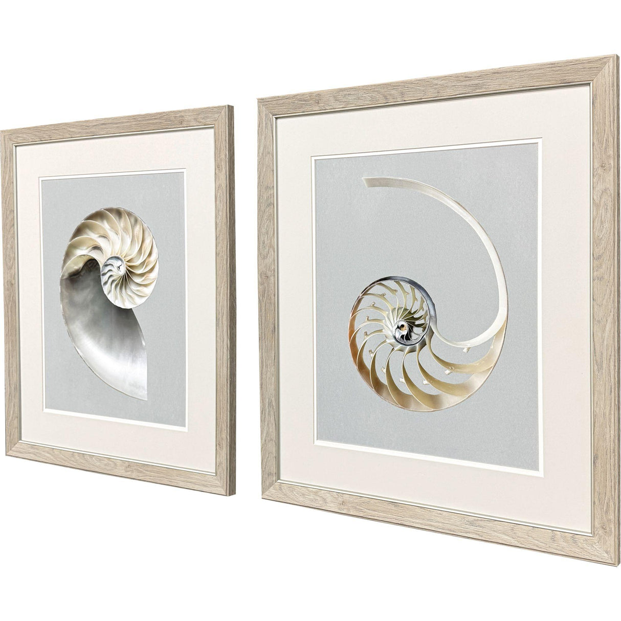 Paragon Neutral Nautilus II S/2 Gray 29 X 25 X 1 Wall Art