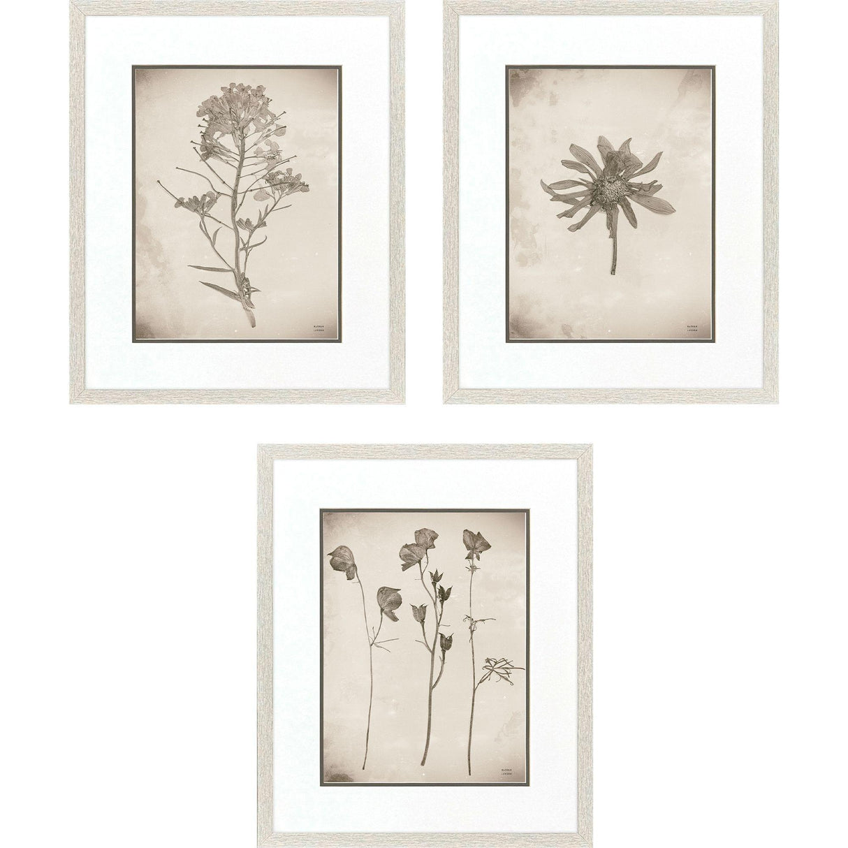 Paragon Wildflower Stems I S/3 Brown 23 X 19 X 1 Wall Art