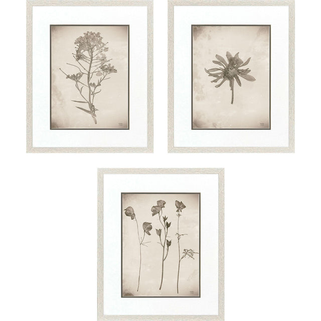 Paragon Wildflower Stems I S/3 Brown 23 X 19 X 1 Wall Art