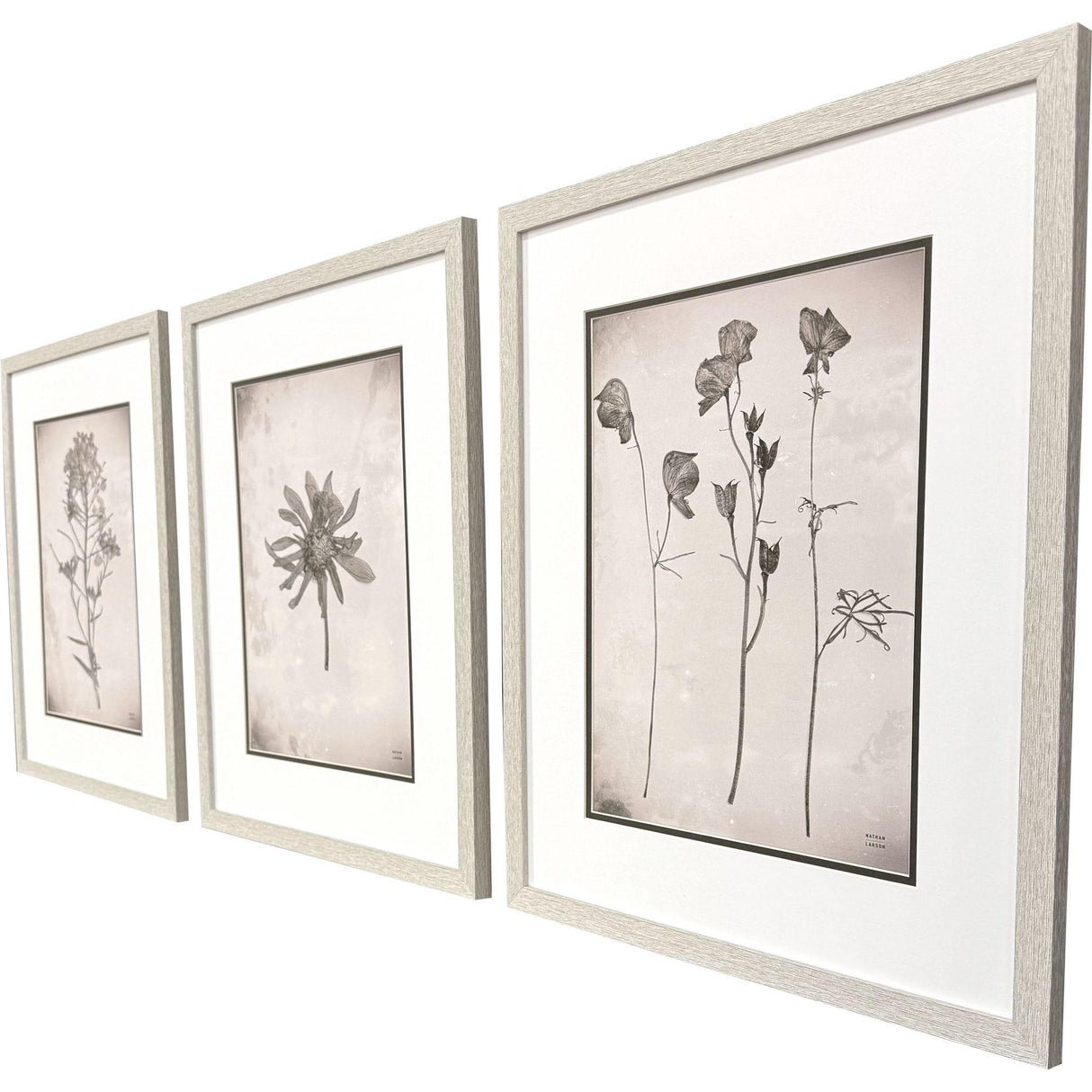 Paragon Wildflower Stems I S/3 Brown 23 X 19 X 1 Wall Art