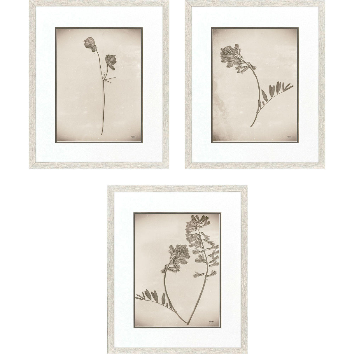 Paragon Wildflower Stems II S/3 Brown 23 X 19 X 1 Wall Art