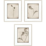 Paragon Wildflower Stems II S/3 Brown 23 X 19 X 1 Wall Art