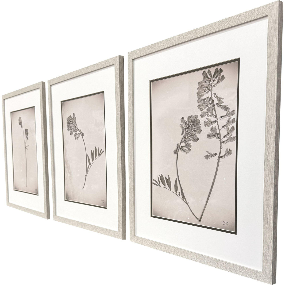 Paragon Wildflower Stems II S/3 Brown 23 X 19 X 1 Wall Art