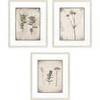 Paragon Wildflower Stems III S/3 Brown 23 X 19 X 1 Wall Art