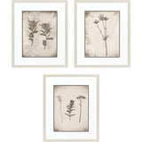Paragon Wildflower Stems III S/3 Brown 23 X 19 X 1 Wall Art
