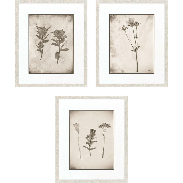 Paragon Wildflower Stems III S/3 Brown 23 X 19 X 1 Wall Art