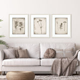 Paragon Wildflower Stems III S/3 Brown 23 X 19 X 1 Wall Art