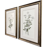 Paragon Botanical Whites S/2 Green 34 X 22 X 2 Wall Art