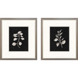 Paragon Dark Botanical S/2 Black 16 X 14 X 1 Wall Art