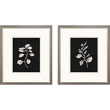 Paragon Dark Botanical S/2 Black 16 X 14 X 1 Wall Art