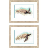 Paragon Hawaiian Turtle S/2 Brown 21 X 27 X 1 Wall Art