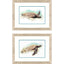 Paragon Hawaiian Turtle S/2 Brown 21 X 27 X 1 Wall Art