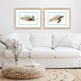 Paragon Hawaiian Turtle S/2 Brown 21 X 27 X 1 Wall Art